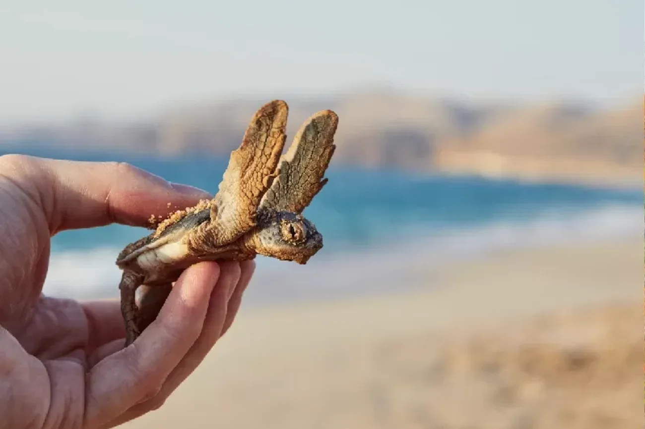 ras al jinz oman